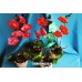 Орхидея в горшочке из мыла ручной работы Фламенко