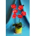 Орхидея в горшочке из мыла ручной работы Пасодобль