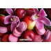 Букет из фруктов и орхидей Роксетт