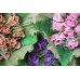 Букет из конфет Весенний первоцвет 2